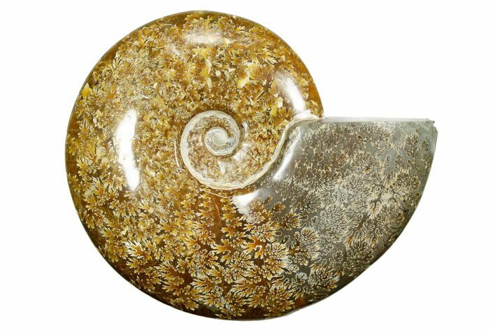 Polished Ammonite (Cleoniceras) Fossil - Madagascar #372959